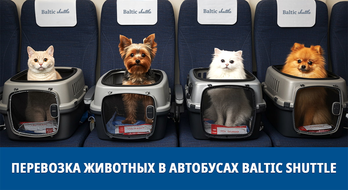 Перевозка кошек и собак на автобусе Baltic Shuttle